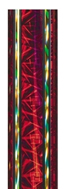 Maroon Moonbeam